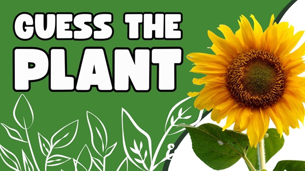 Can You Guess This Tasty Plant? Take the Quiz!