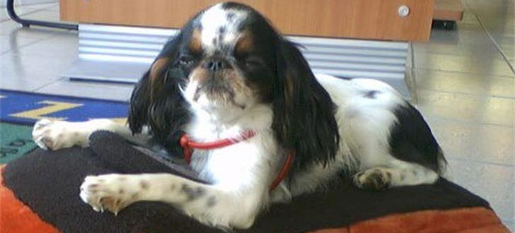 Dog Breeds That Are Too Threatening To Have Around The House