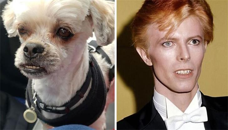 40 Hilarious Pet Haircuts That Will Make You Laugh Out Loud